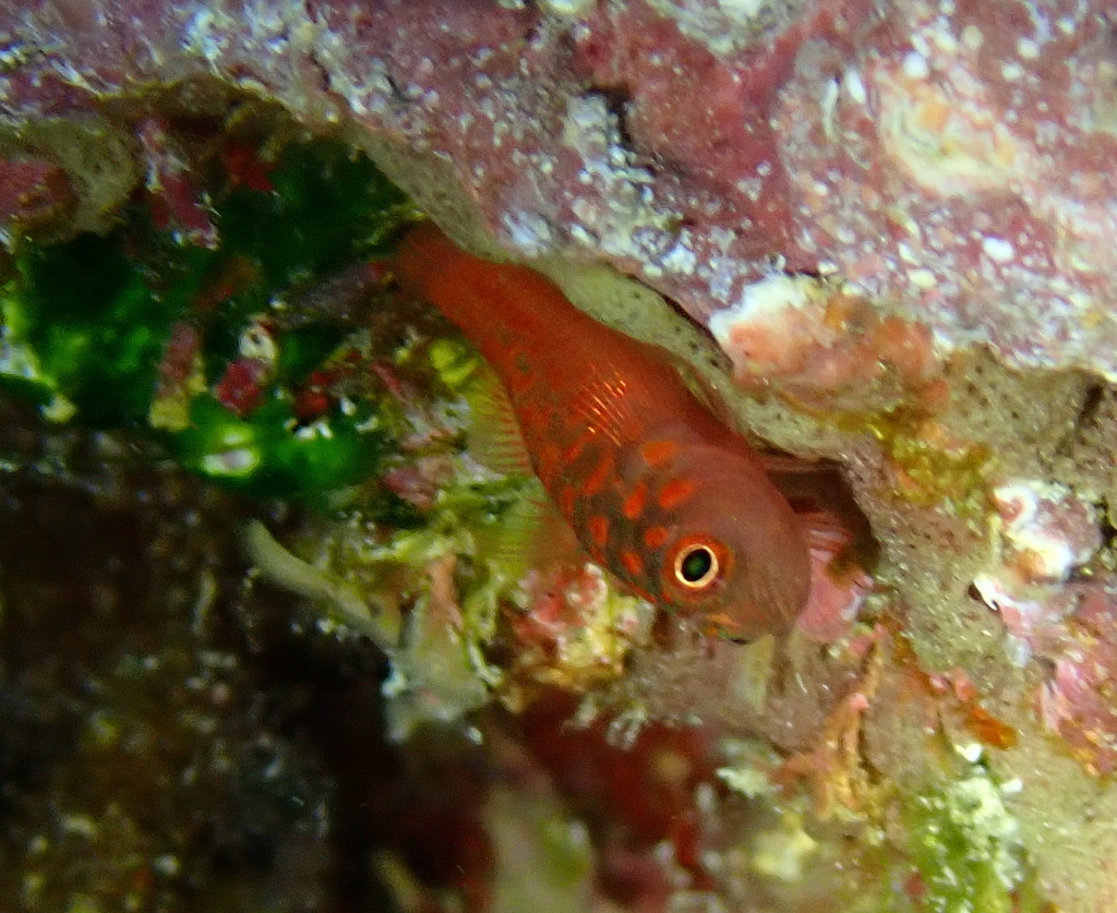 Greybeard Dwarfgoby
