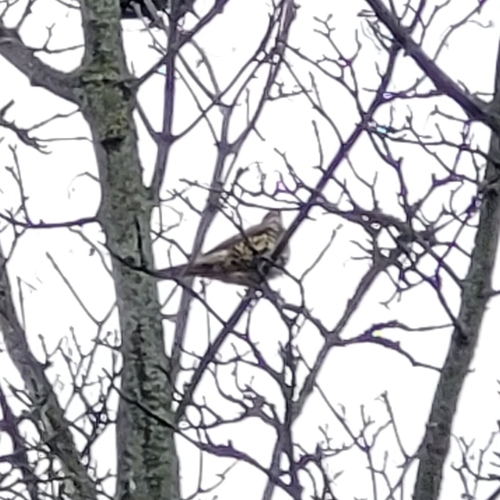 Mistle Thrush (Turdus viscivorus), photo 2