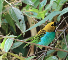 Tangara cyanoventris