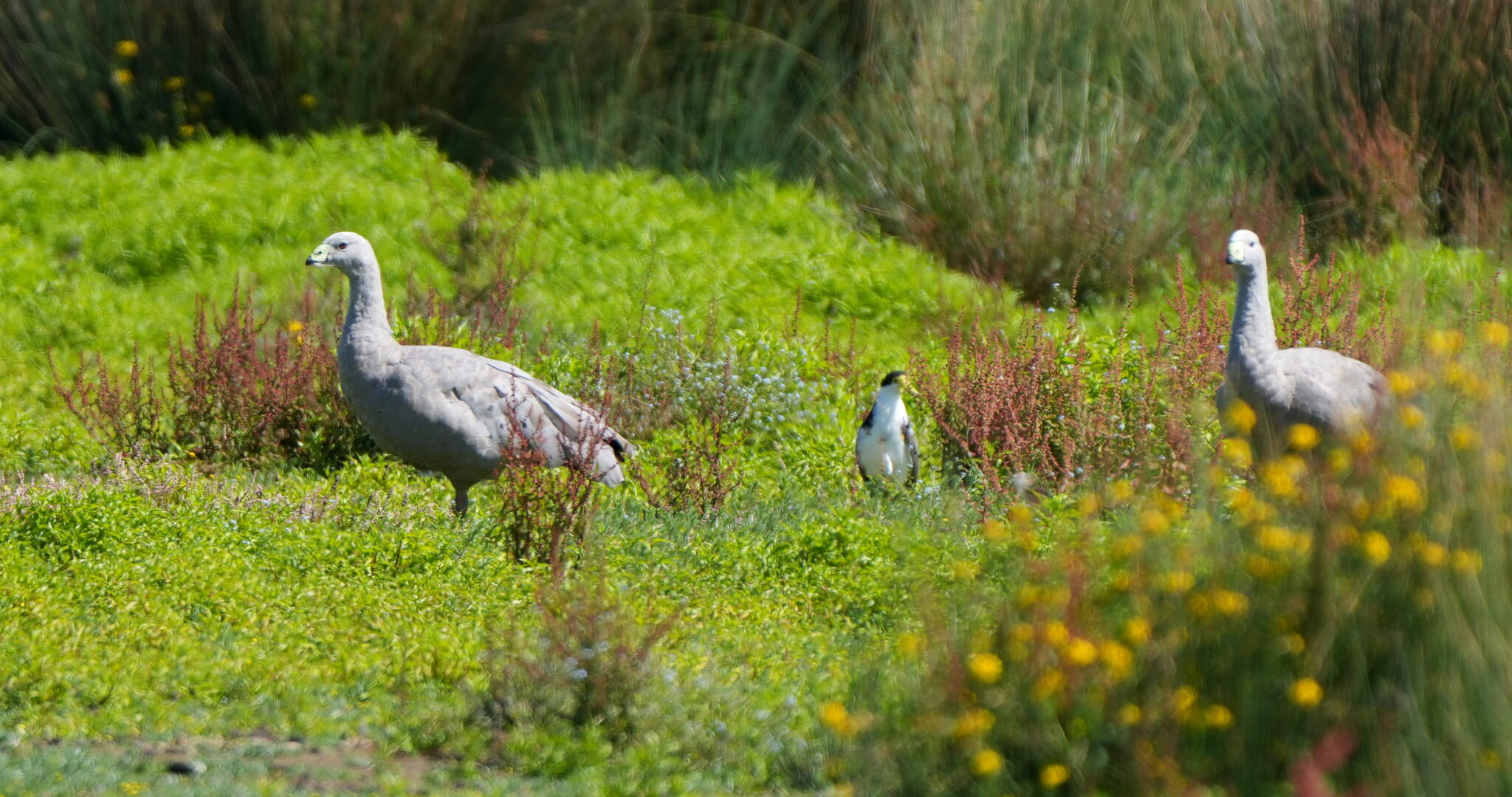 Masked Lapwing (Vanellus miles), photo 2
