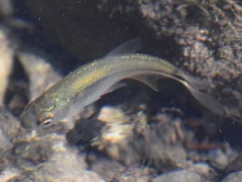Blind cavefish (Astyanax mexicanus) — Characidae