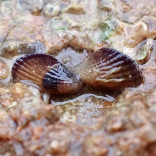 Brachidontes adamsianus, 2026-01-04