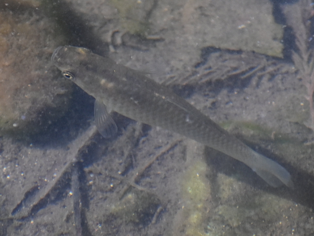 Amazon molly (Poecilia formosa) — Poeciliidae