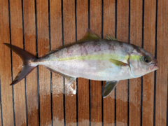 Lesser Amberjack photo 1