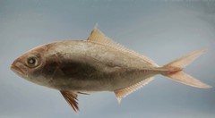 Lesser Amberjack photo 3