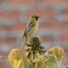 Icterus spurius