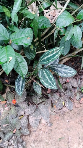 Calathea Picturata (Goeppertia picturata)