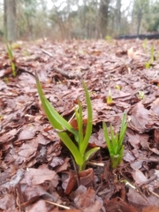 Camassia leichtlinii