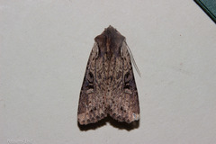 Ichneutica omoplaca