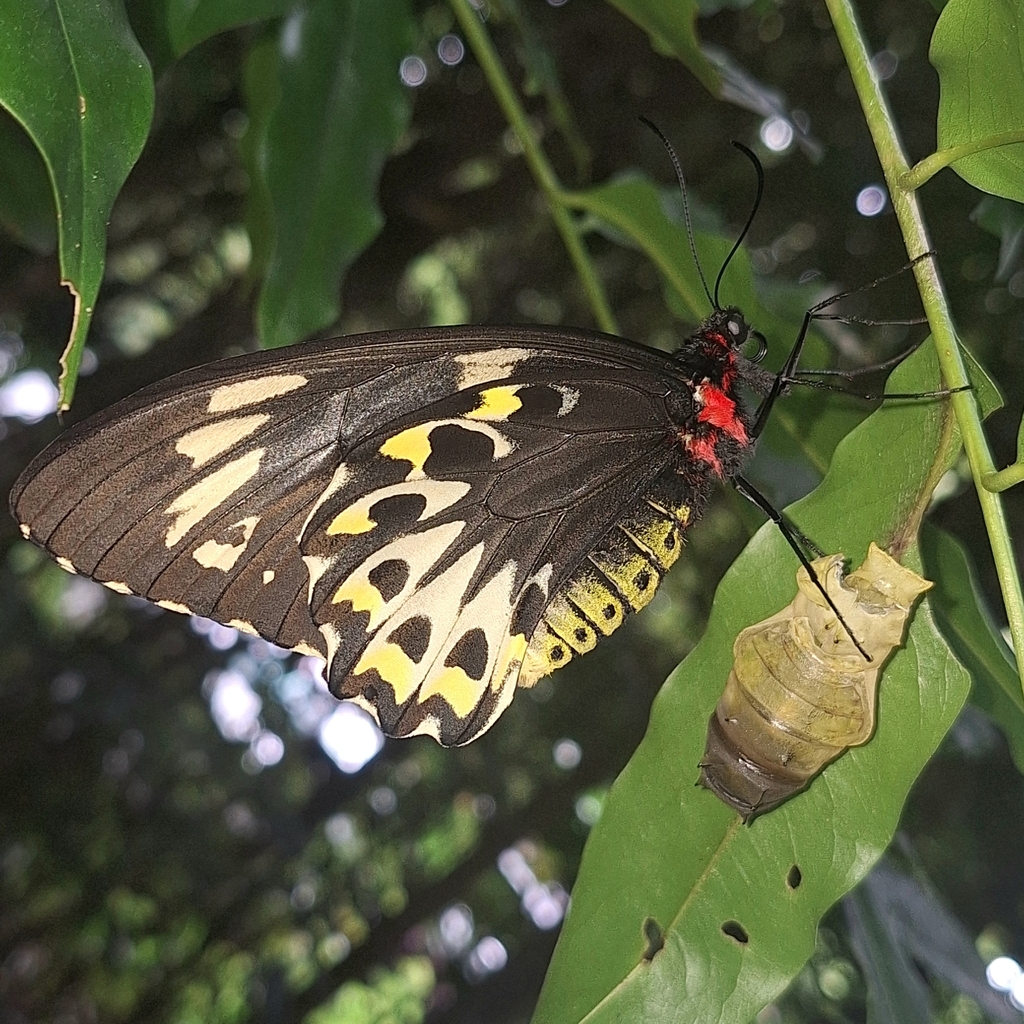 Richmond Birdwing