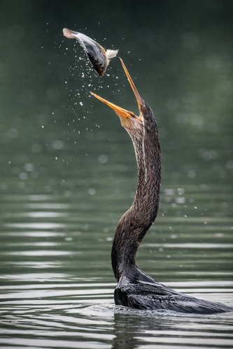 Anhinga melanogaster