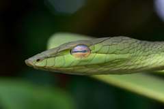 Gunther's Whip Snake photo 5