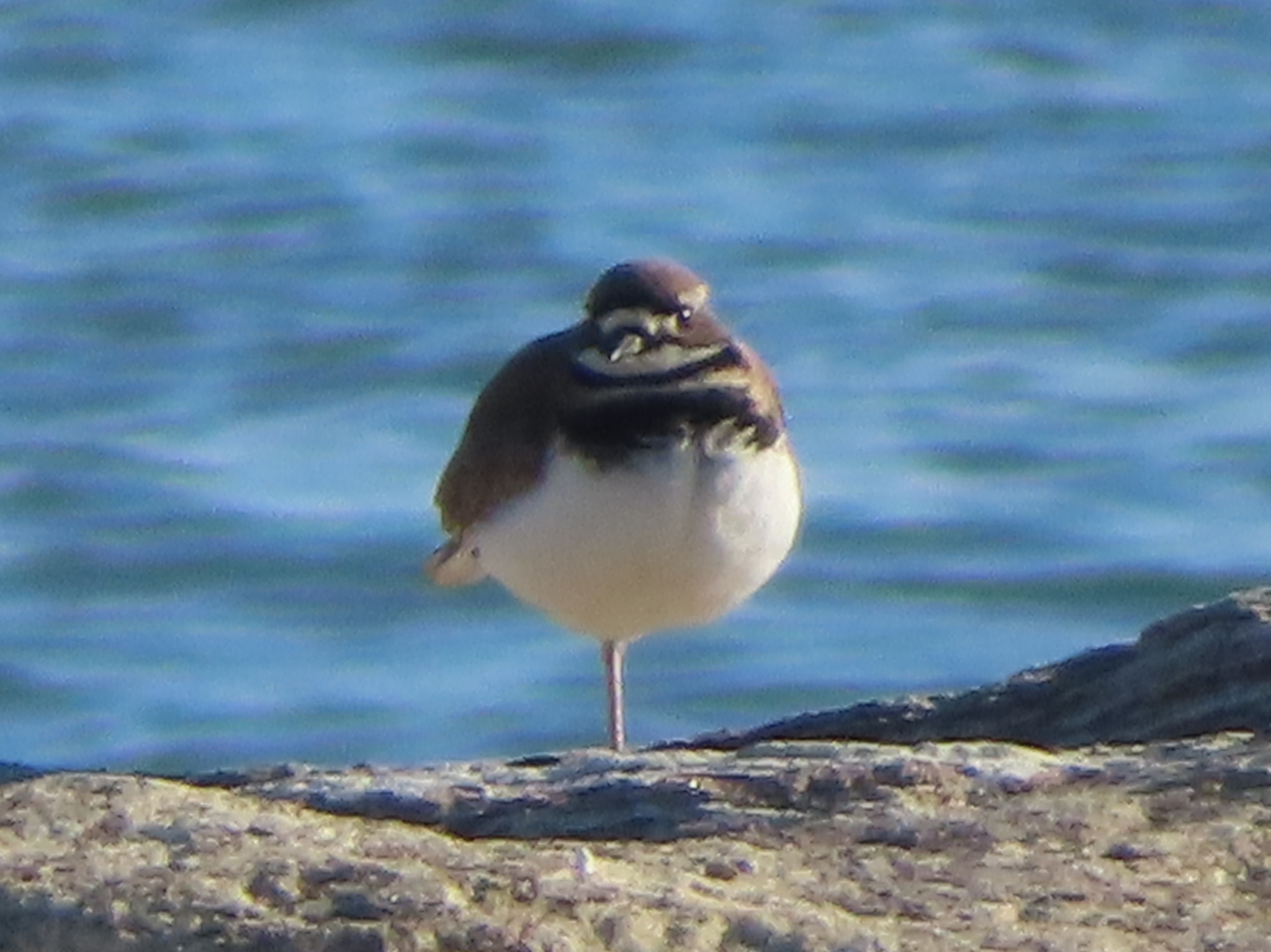 Killdeer (Charadrius vociferus), photo 1