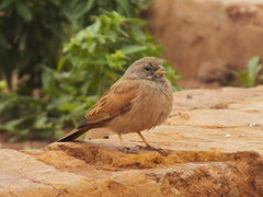 Emberiza sahari