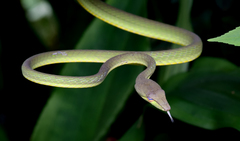 Gunther's Whip Snake photo 3
