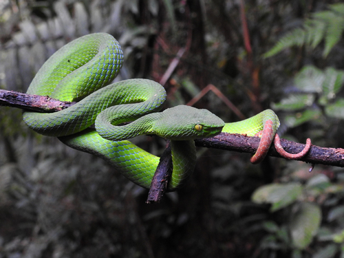 Photo of a Sabah Pit Viper (Trimeresurus sabahi)