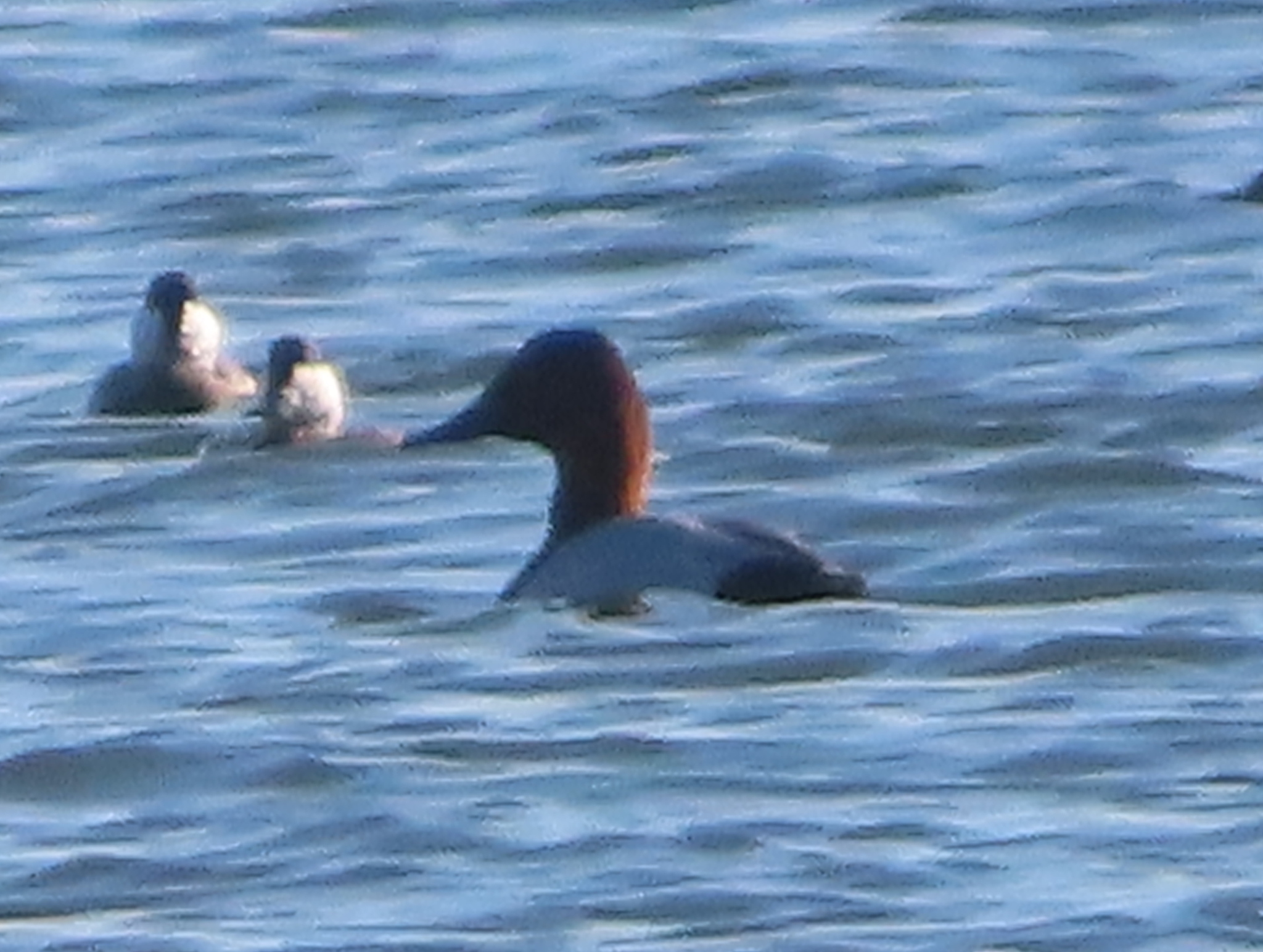 Canvasback (Aythya valisineria), photo 3