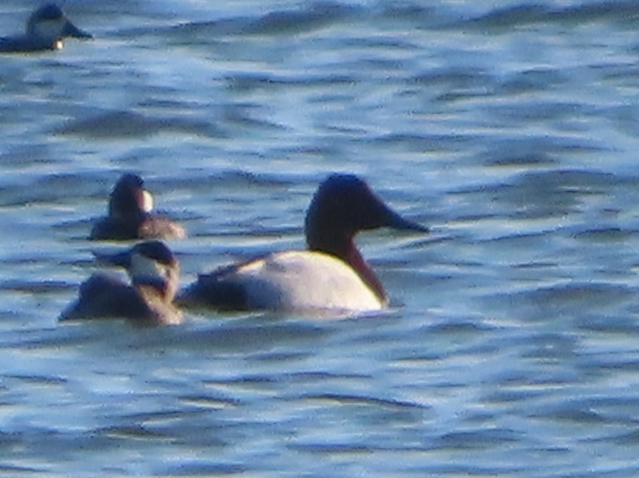 Canvasback (Aythya valisineria), photo 4