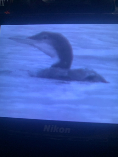 Common Loon (Gavia immer), photo 4