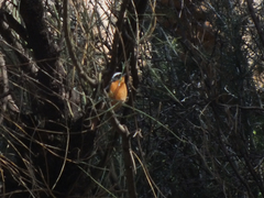 Phoenicurus moussieri