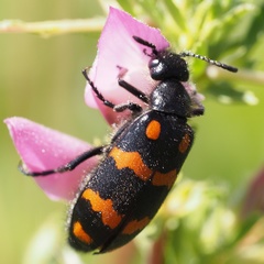 Hycleus polymorphus