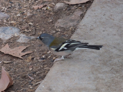 Fringilla coelebs africana