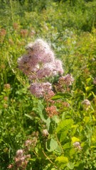 Spiraea × pyramidata