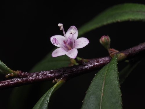 Myoporum bateae observed 2026-01-05
