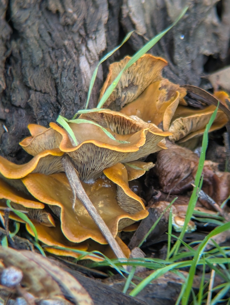 Omphalotus olivascens · January 2026 · photo: © xhannahbananaslugx (iNaturalist, cc-by)
