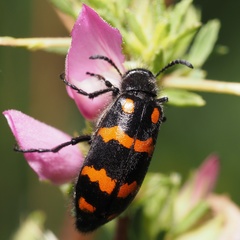Hycleus polymorphus