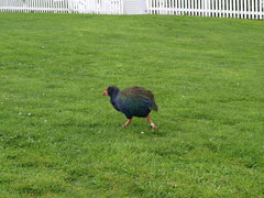 Porphyrio hochstetteri