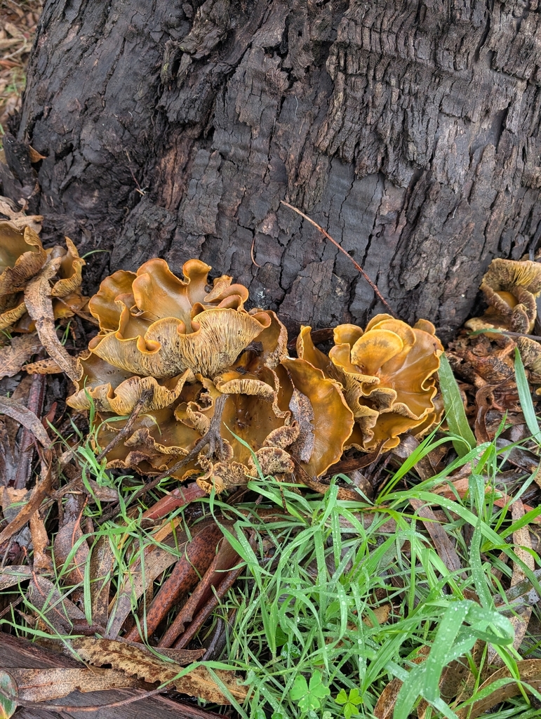 Omphalotus olivascens · January 2026 · photo: © xhannahbananaslugx (iNaturalist, cc-by)