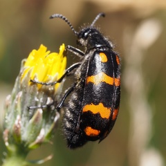 Hycleus polymorphus