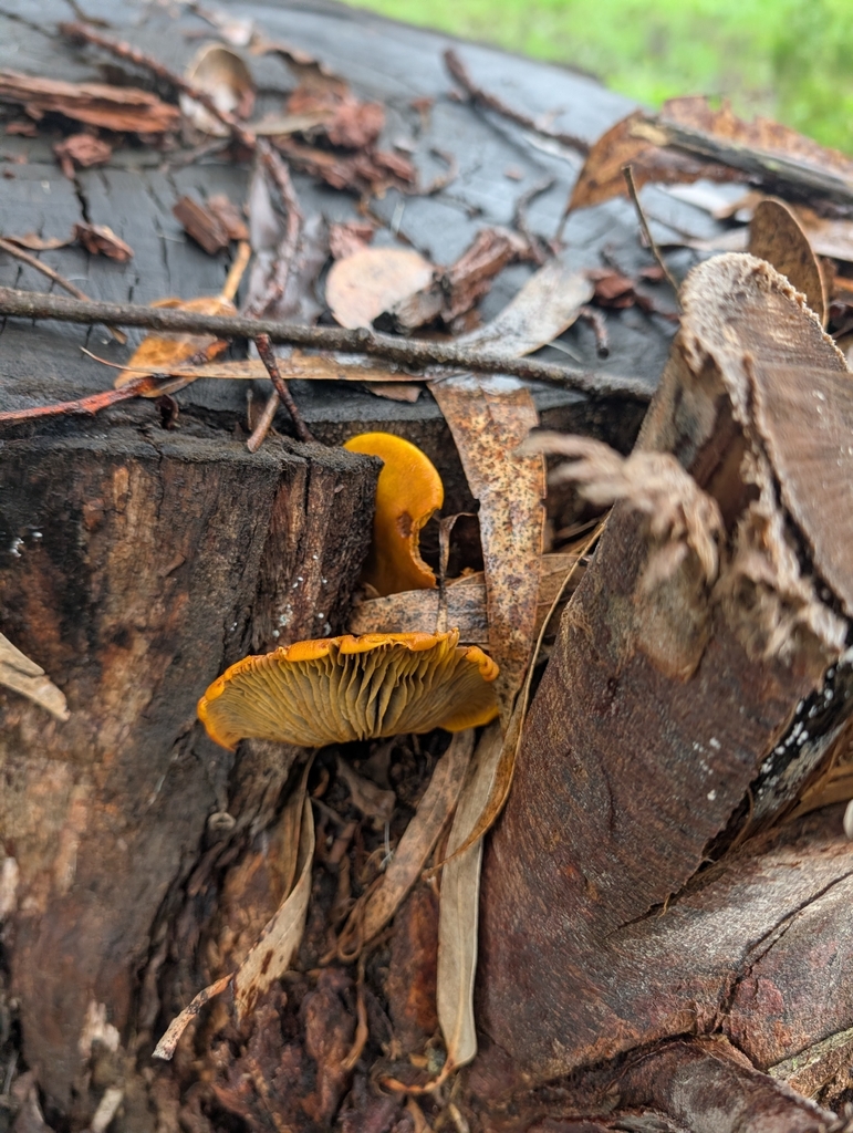 Omphalotus olivascens · January 2026 · photo: © xhannahbananaslugx (iNaturalist, cc-by)