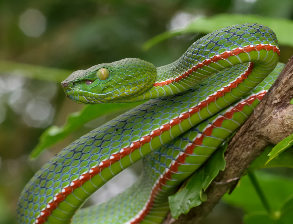 Sabah Bamboo Pitviper