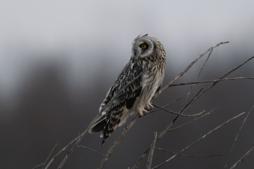 Short-eared Owl