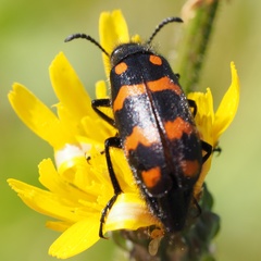 Hycleus polymorphus