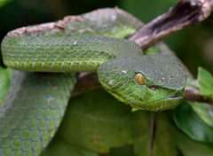 Trimeresurus sabahi
