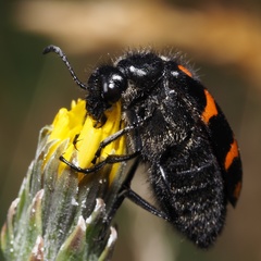 Hycleus polymorphus