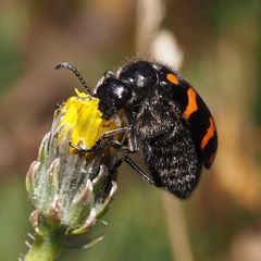 Hycleus polymorphus