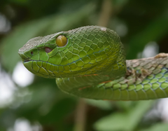Trimeresurus sabahi
