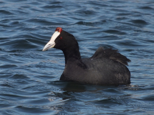 Red-knobbed Coot, photo 7 of 7