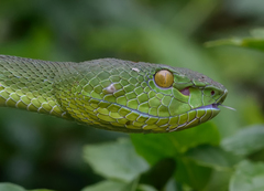 Trimeresurus sabahi