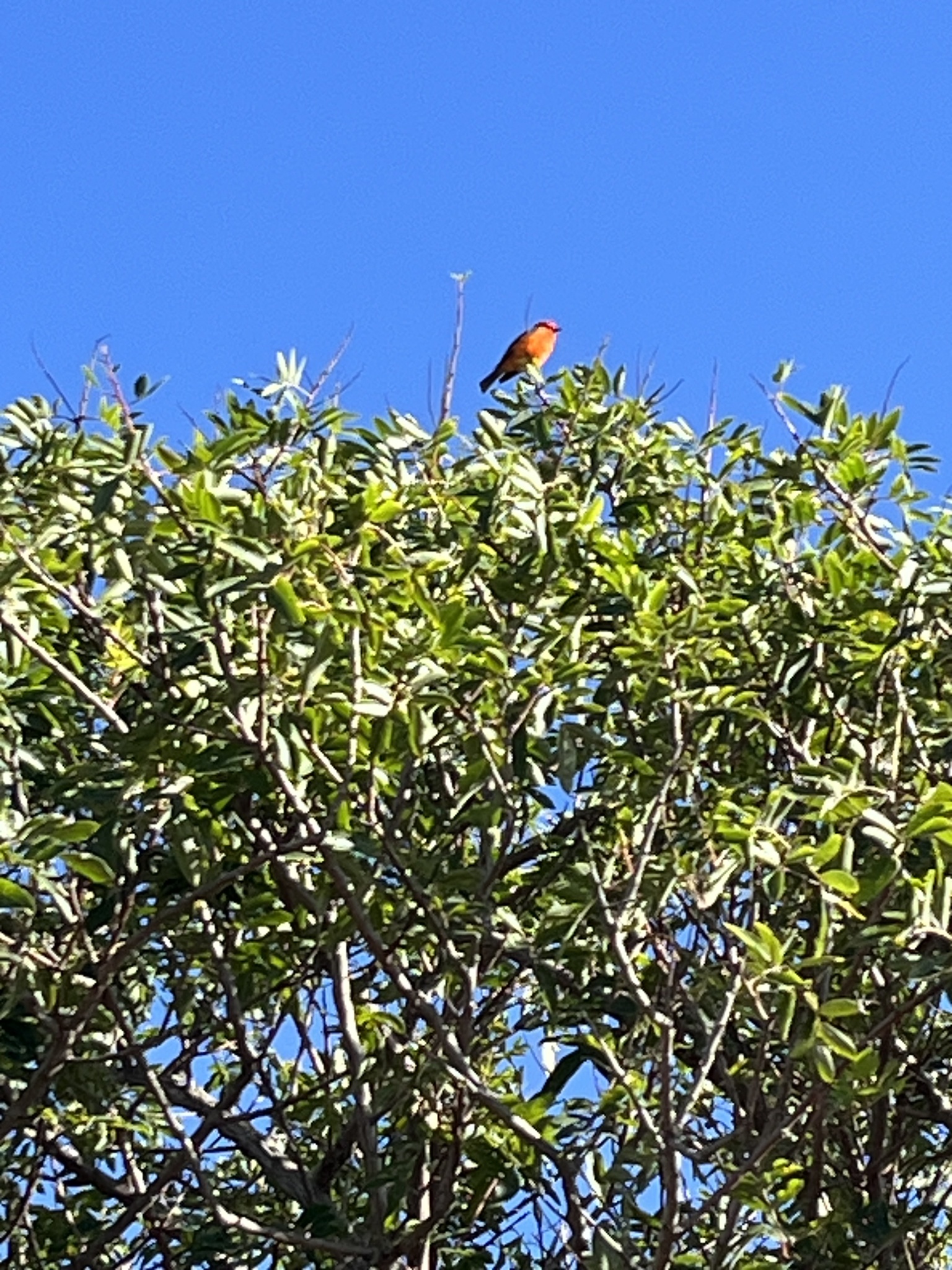 Vermilion Flycatcher (Pyrocephalus rubinus), photo 4