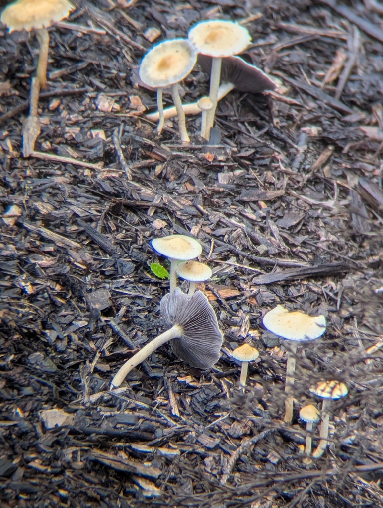 Leratiomyces percevalii · January 2026 · photo: © xhannahbananaslugx (iNaturalist, cc-by)