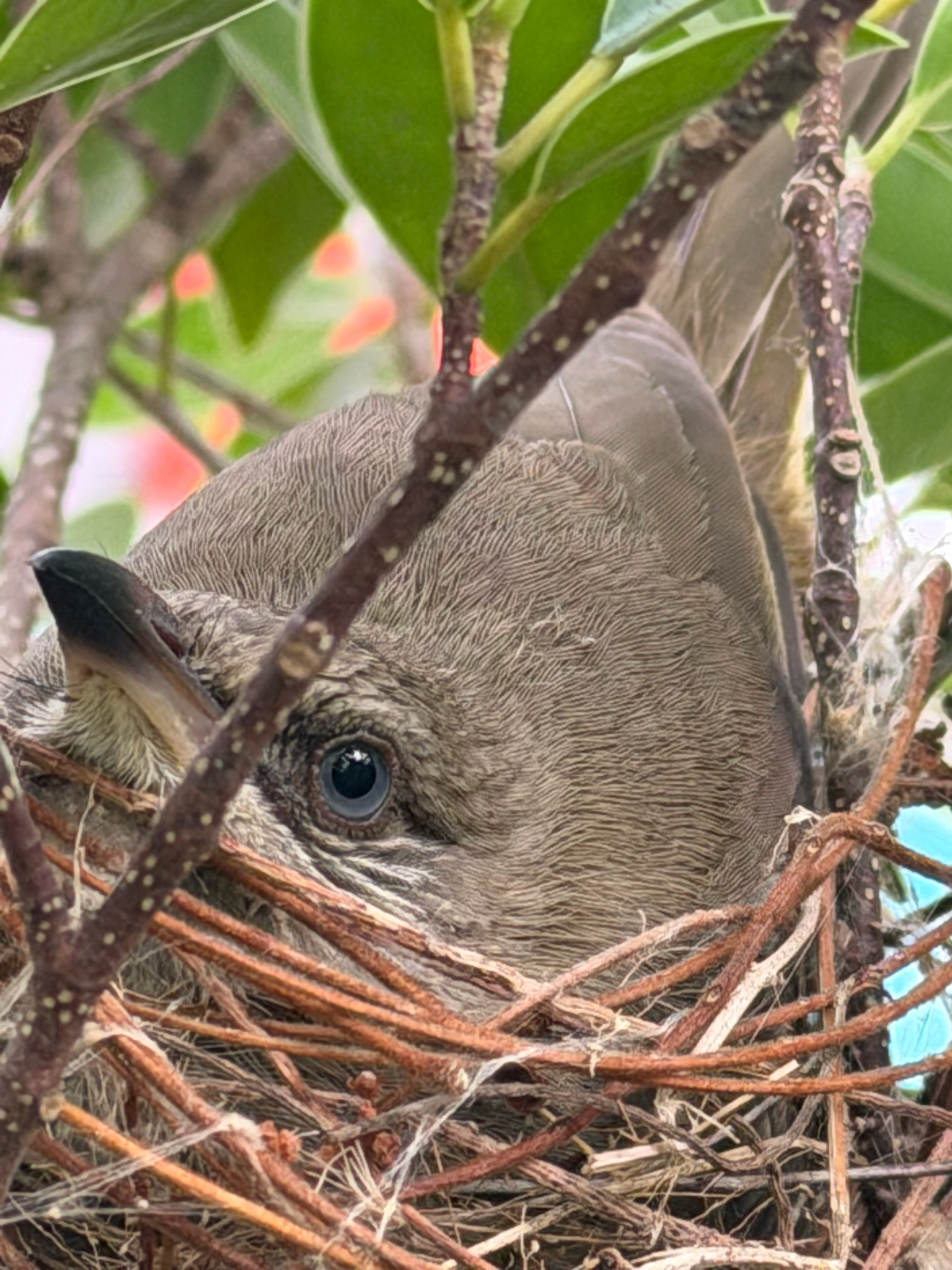 Ayeyarwady Bulbul (Pycnonotus blanfordi), photo 3