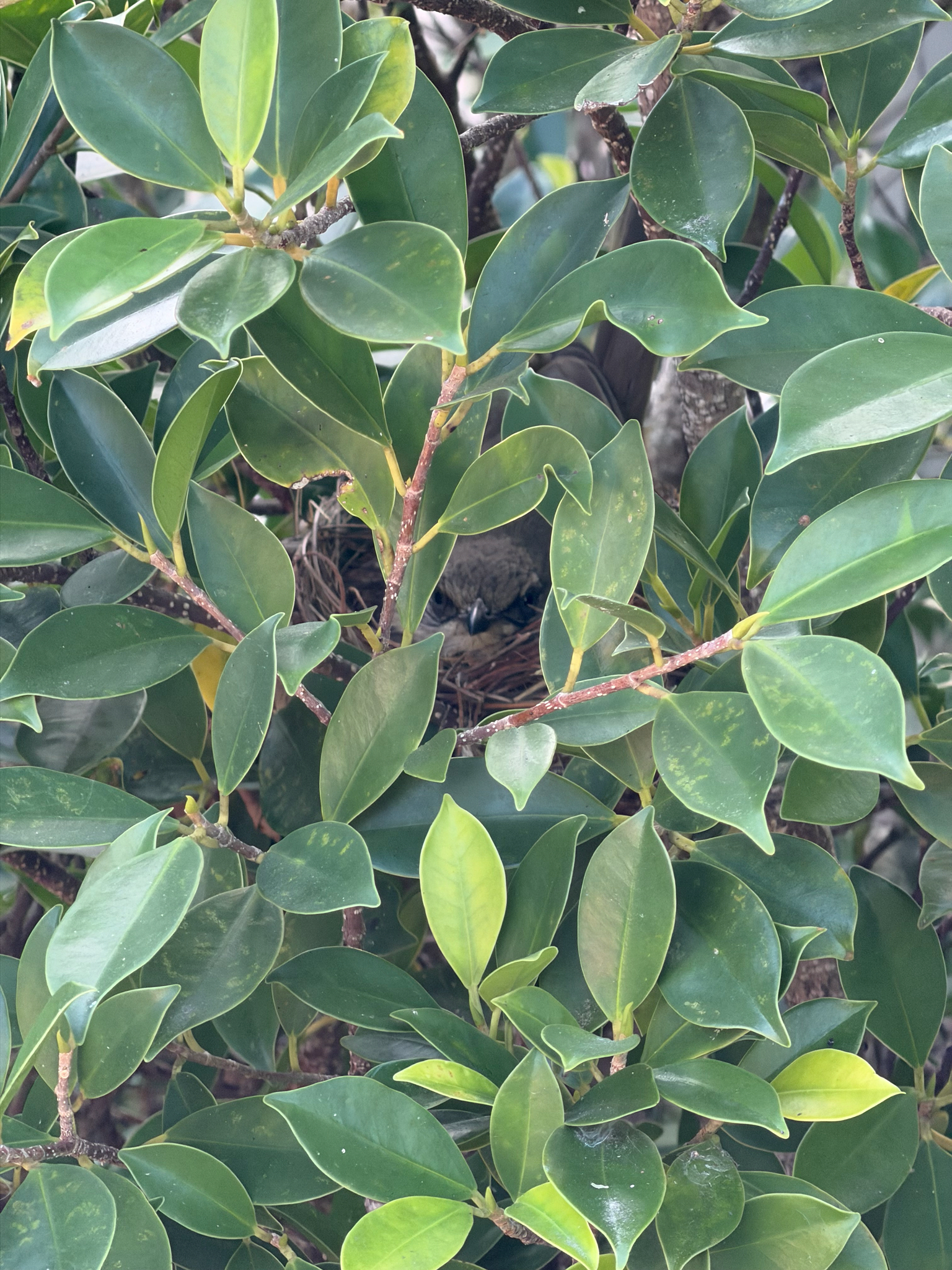 Ayeyarwady Bulbul (Pycnonotus blanfordi), photo 2
