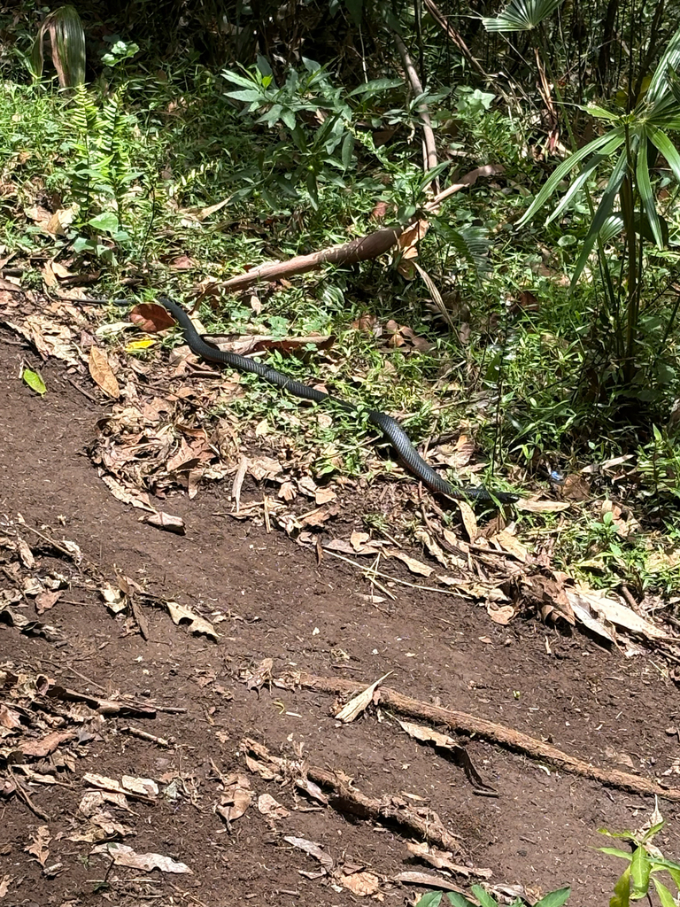 Elapidae