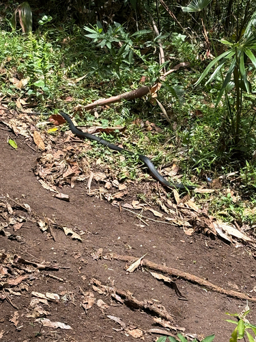 Red-bellied Black Snake