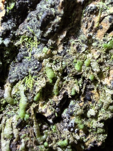 Radula acutangula, 2026-01-03
